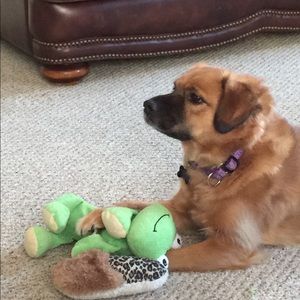 Meet your Posher, Diana